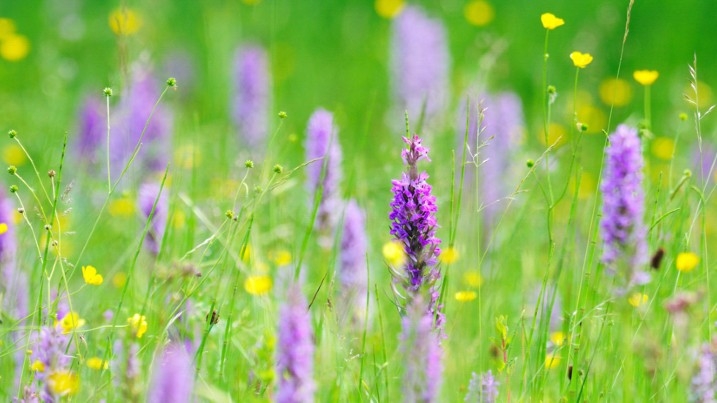 Field of wildflowers, including southern marsh orchid