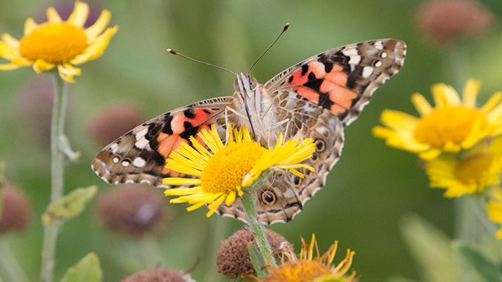 painted lady butterfly