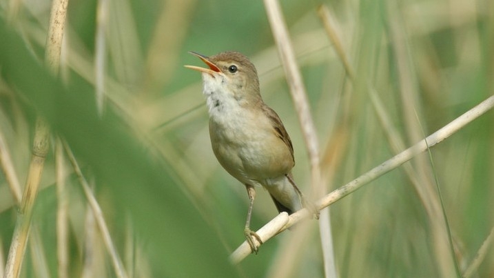 Reed warbler singing in the reeds