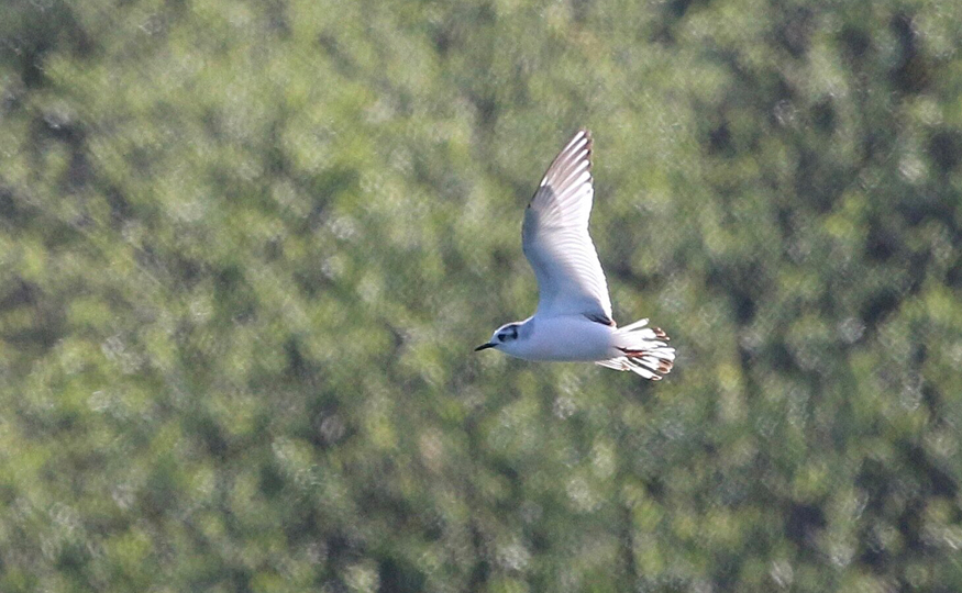 Lingering Little Gull
