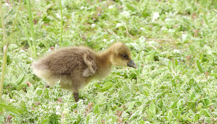 greylag gosling wwteb.jpg