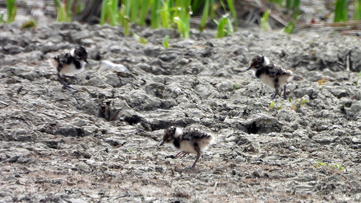 Spring surveys show an abundance of wildlife