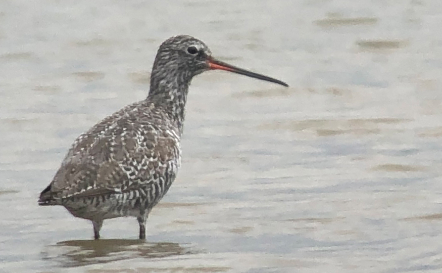 Spotted Redshank remains