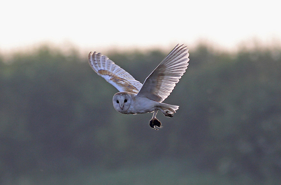Latest Sightings