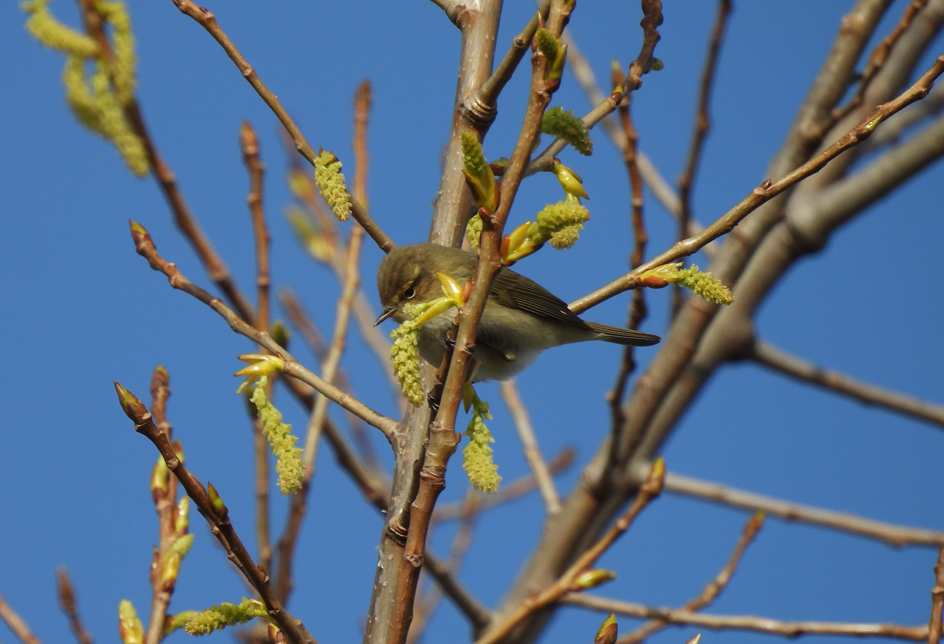 Wildlife Sightings - 04/11/25