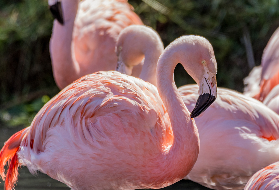 Flamingo talks