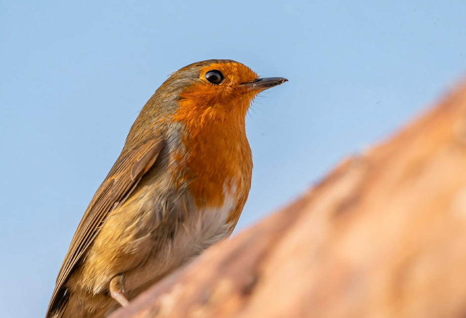 Wildlife Sightings -24/12/24