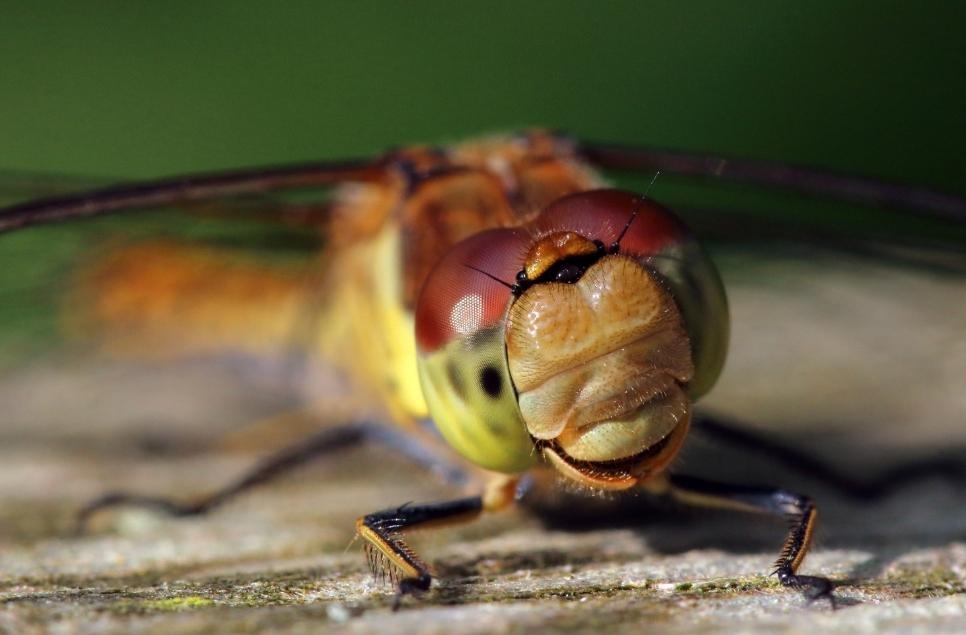 First-ever WWT Dragonfly Festival Coming to WWT Llanelli