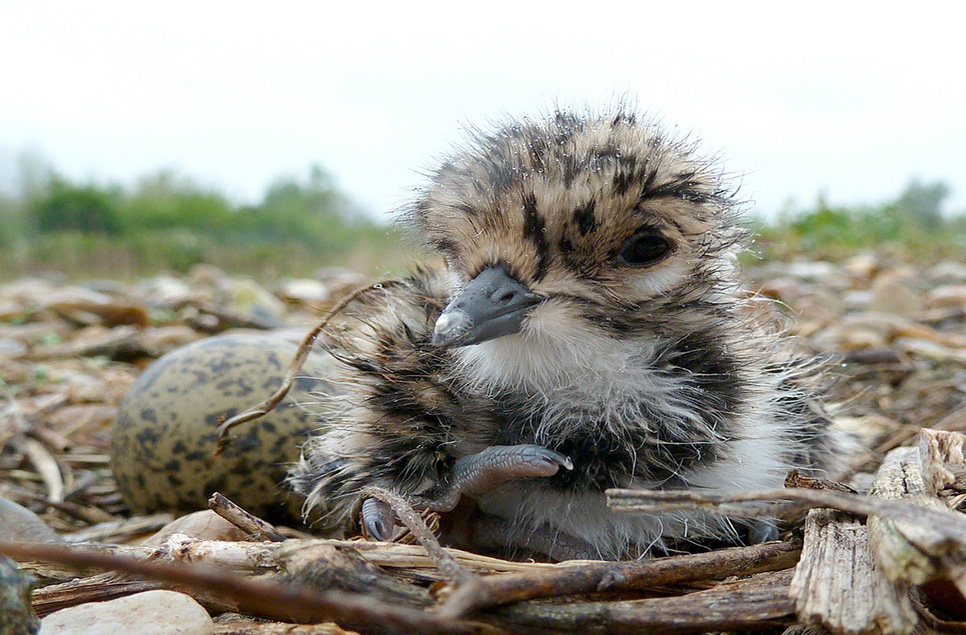 Lapwing chicks hatch at Martin Mere