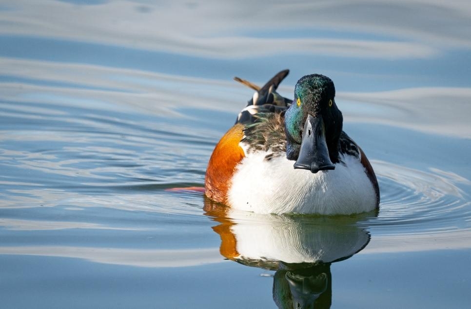 Wildlife Sightings for 17th February 2026