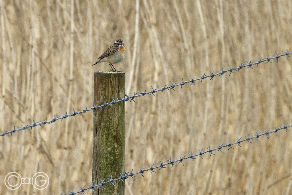 Latest Sightings