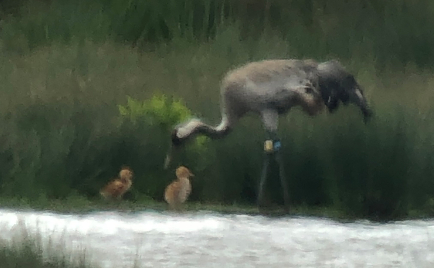 Crane chicks' first adventure