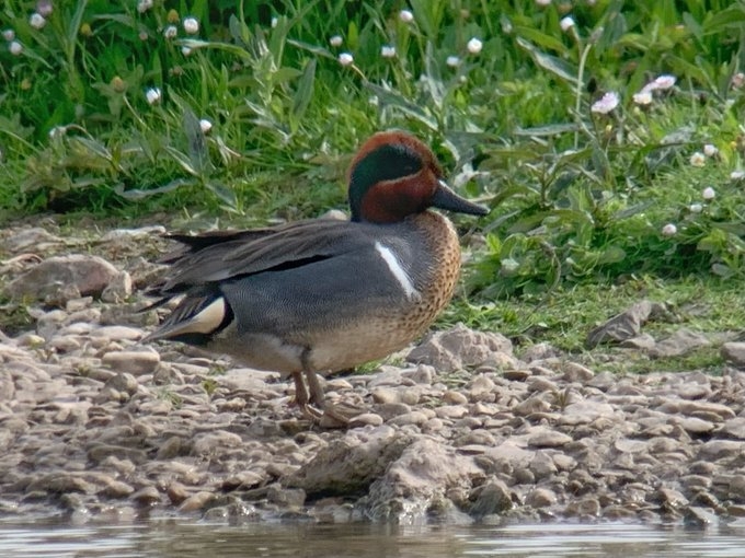 Green-winged Teal