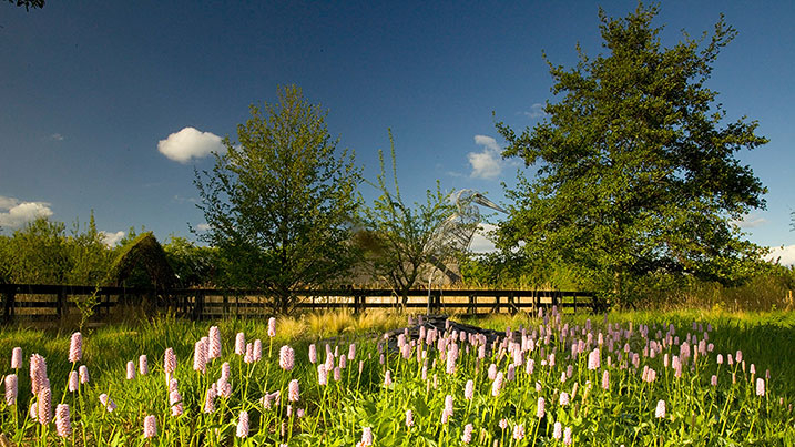 Meadows and gardens