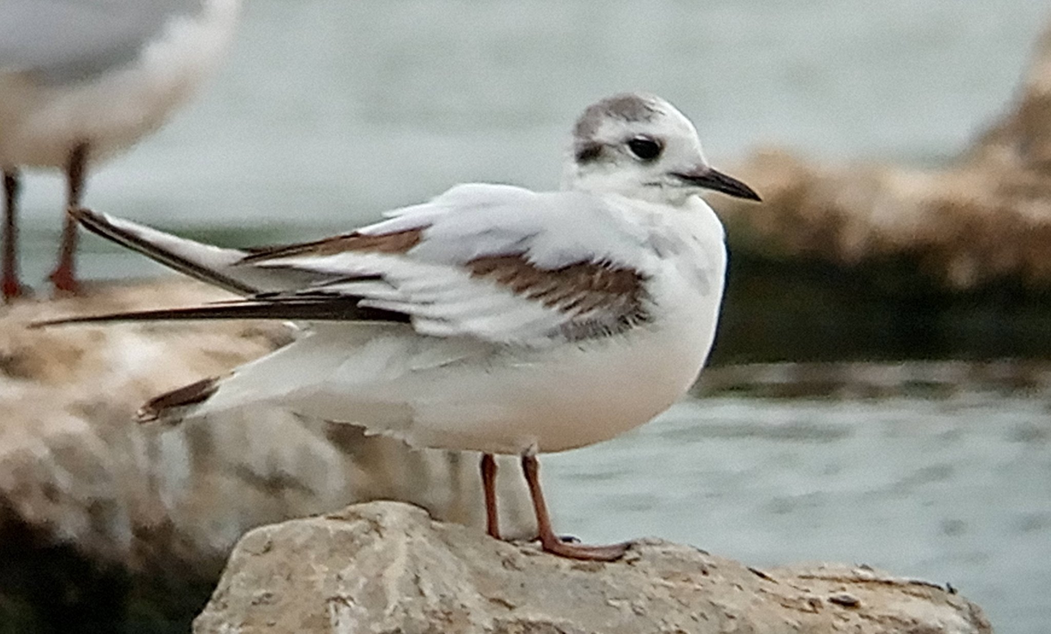 Little Gull still visiting