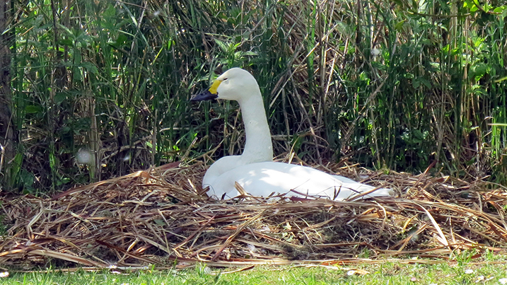 Bewicks Swan on nest717403.jpg