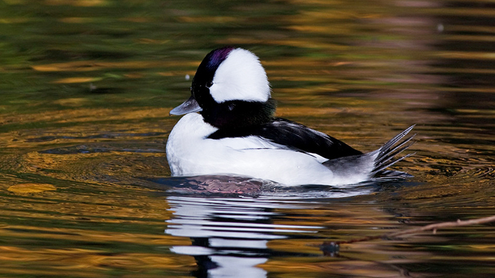 bufflehead.jpg