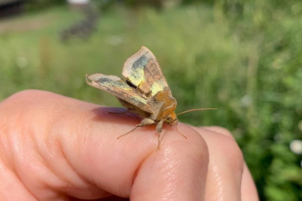 Moth Survey Results - 24/03/2026