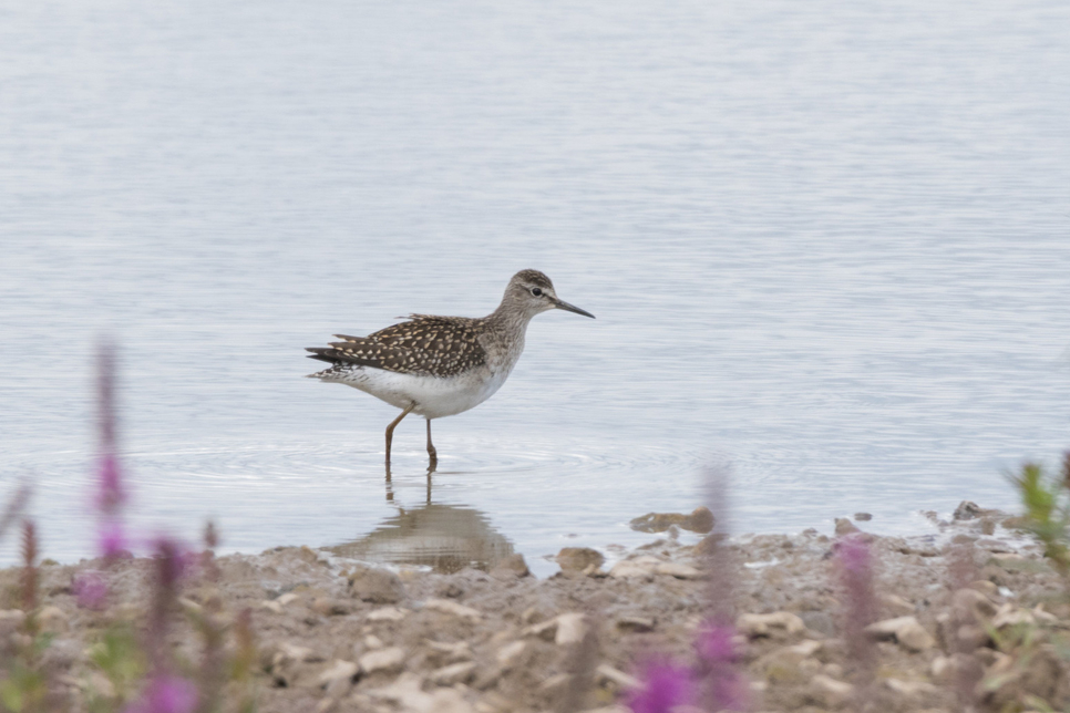 Wood sandpiper 966x644.jpg