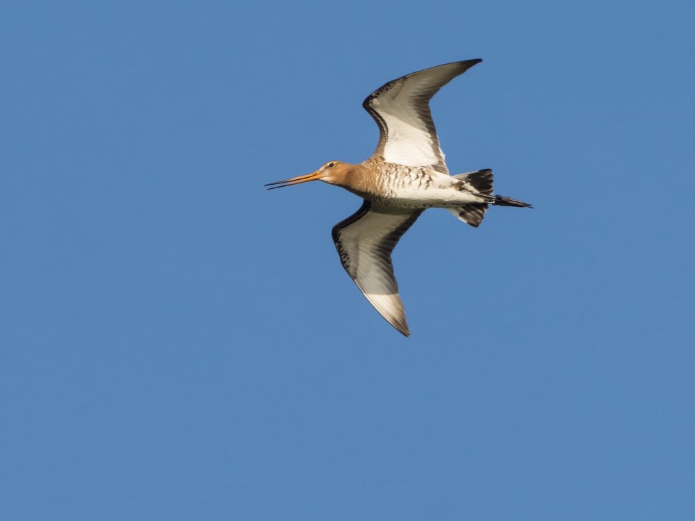 Black-tailed godwit season underway
