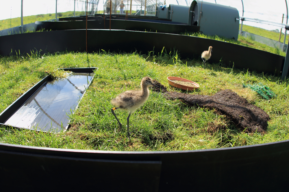 WE-GT-Project Godwit rearing pens (3)-scr.jpg