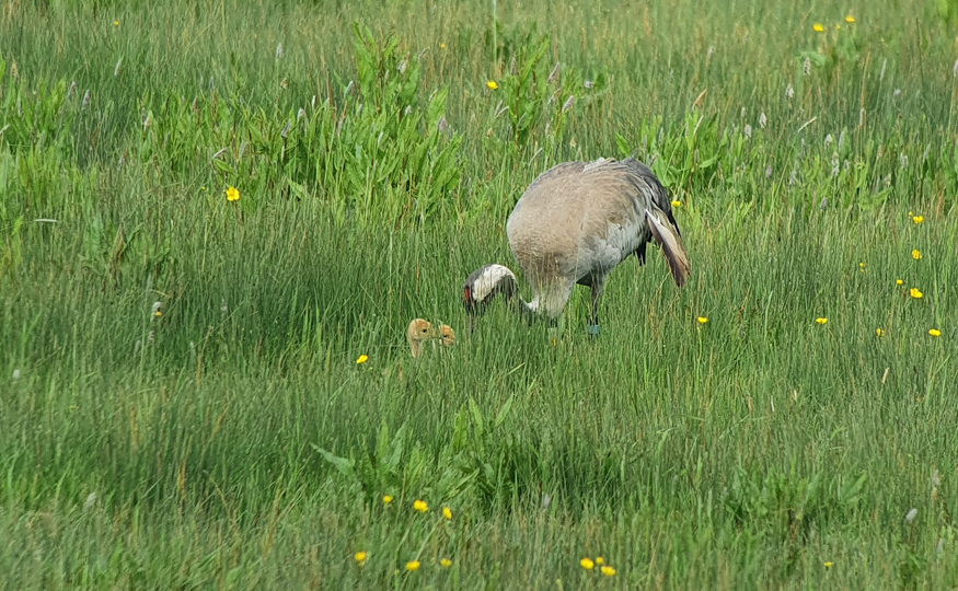 Our growing Crane families