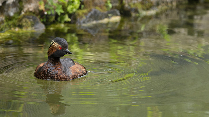 water_vole_717x403.jpg