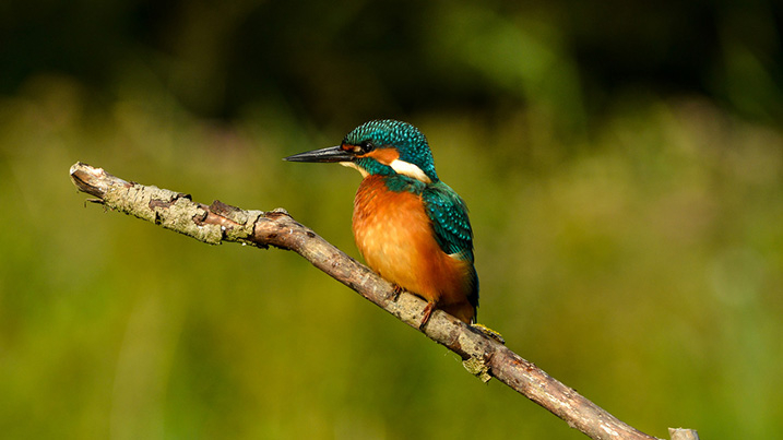 kingfisher_717x403.jpg