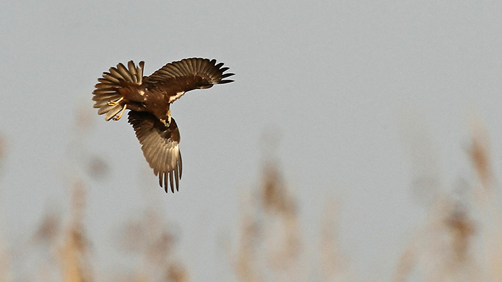 marsh_harrier_717x403.jpg