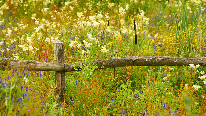 wildflowers_717x403.jpg