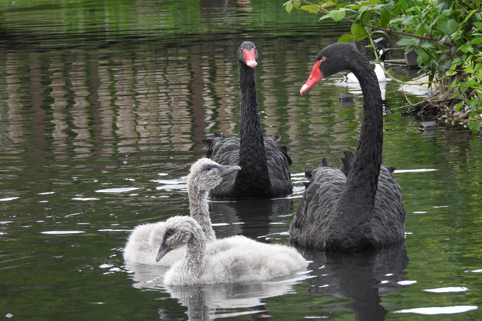 Black swan cygnets - 18 May (49) 966x644.jpg