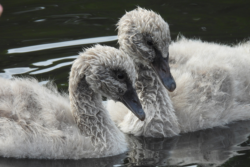 Black swan cygnets are thriving