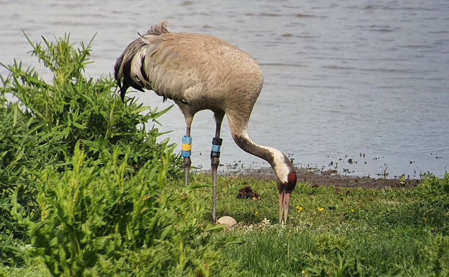A new Crane nest