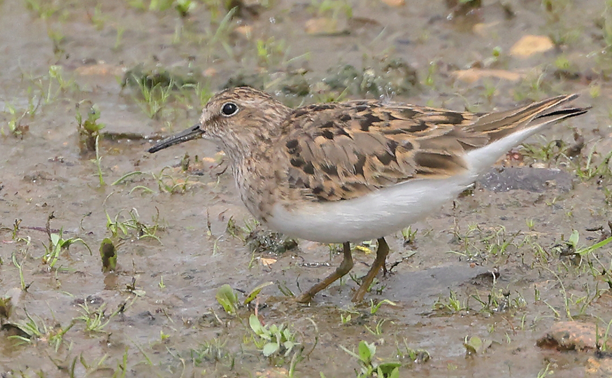 Two Temminck's Stints