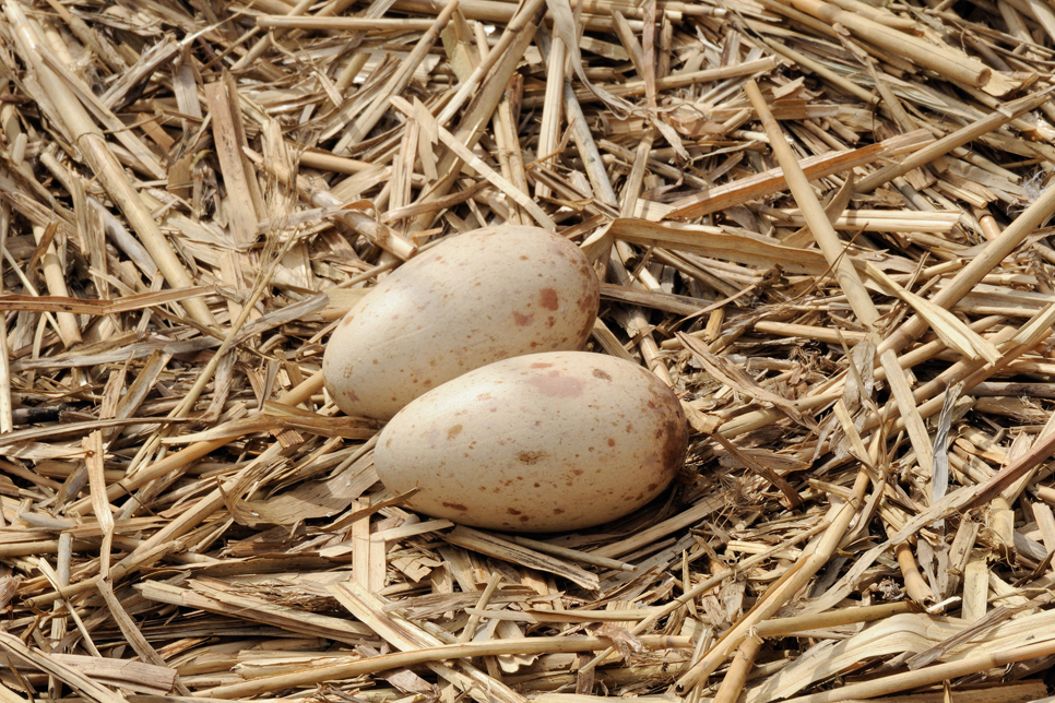 View: Egg to Duckling Exhibition