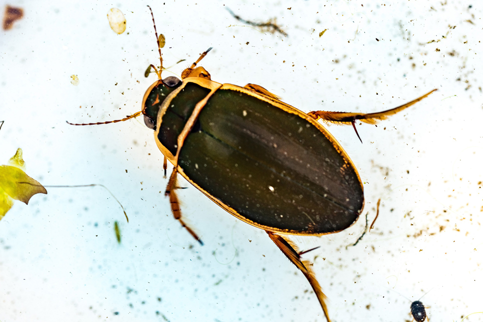 View: Pond dipping