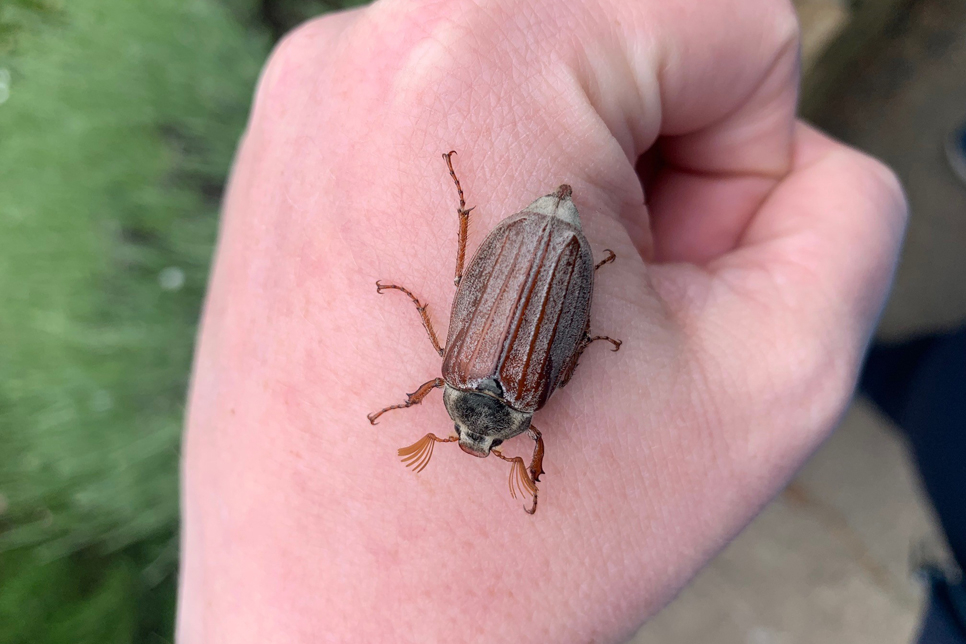 Cockchafer beetle antennae May 22 966x644.jpg