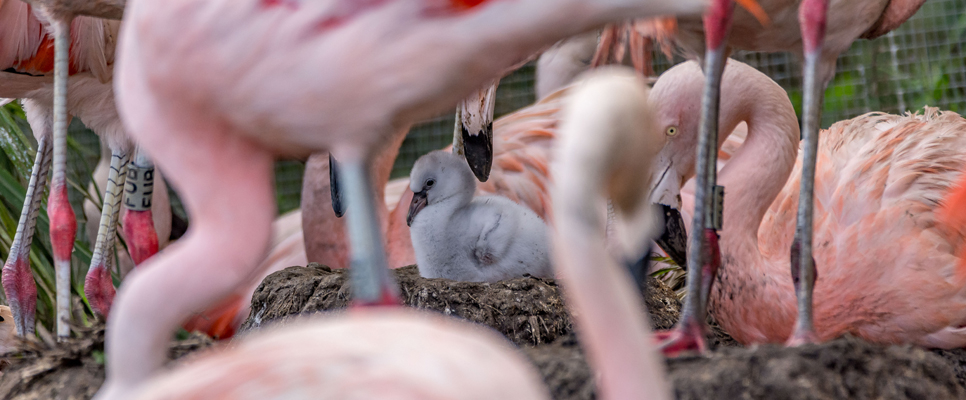 Flamingo chick 966x400.jpg