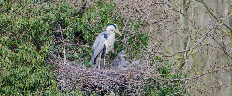 Grey heron with chick - Ian Henderson 966x400.jpg