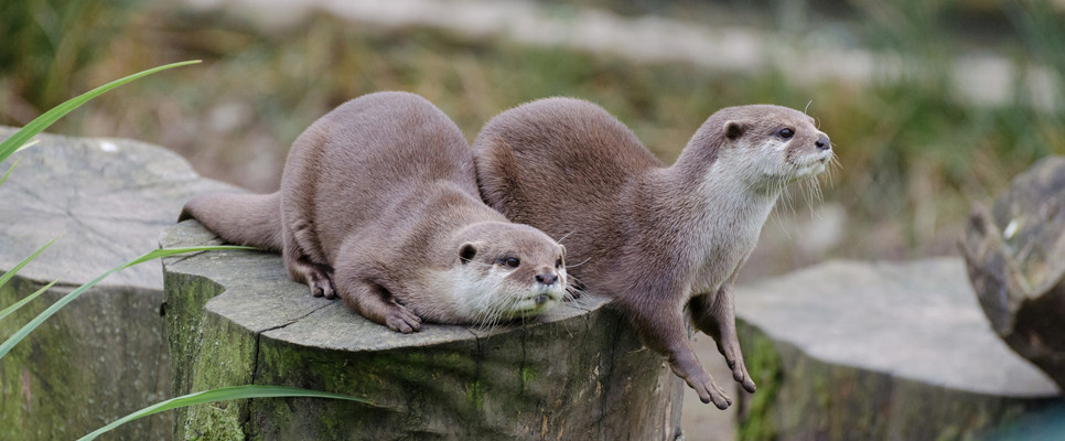 Otters 966x644.jpg