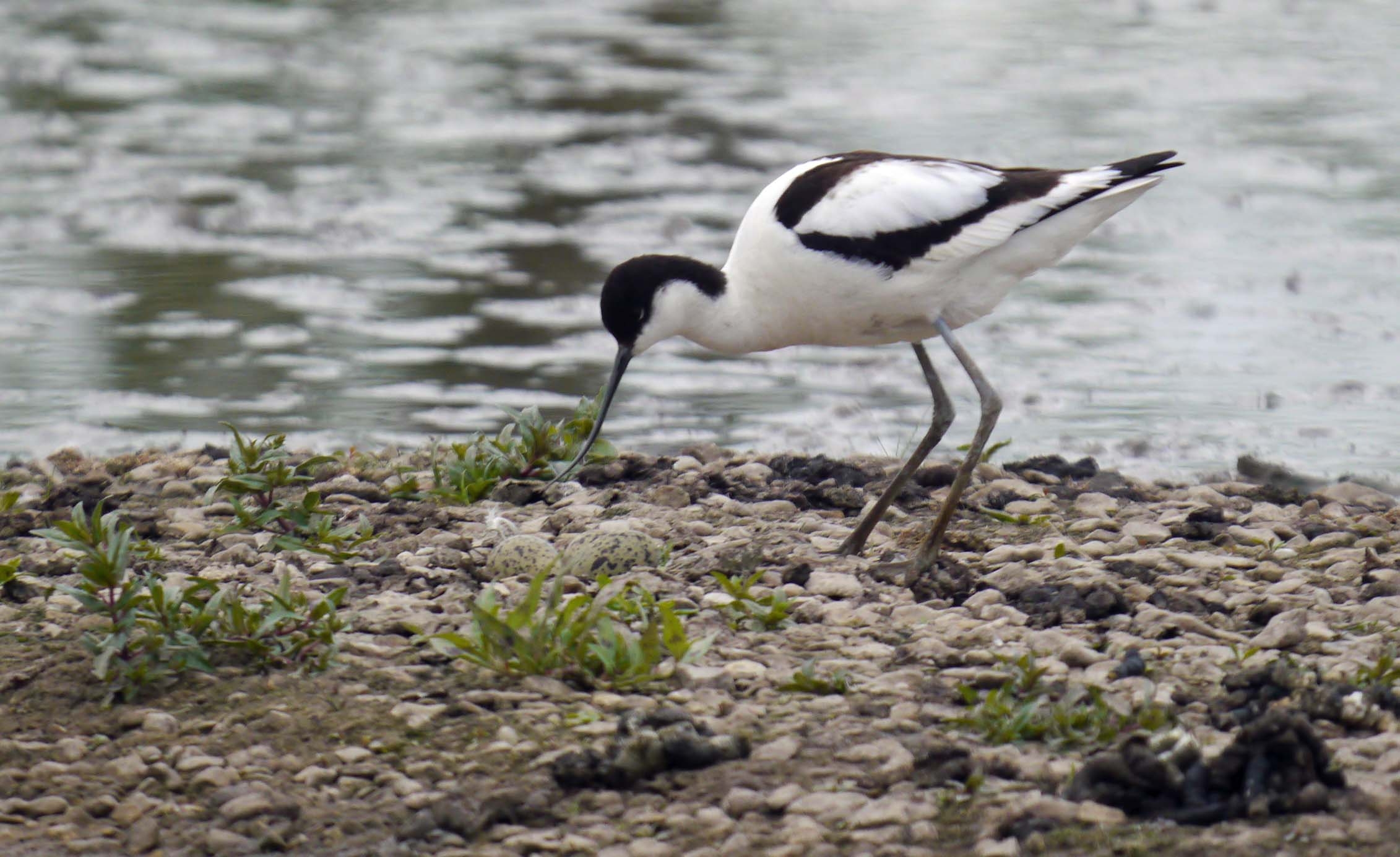 Avocets keep trying