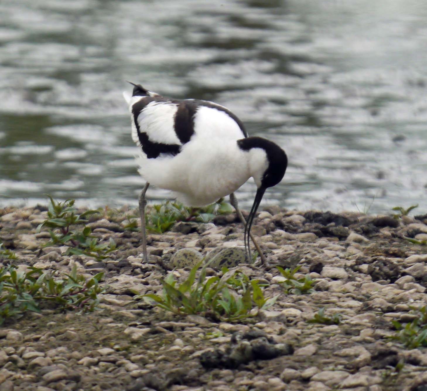 Passage and breeding waders