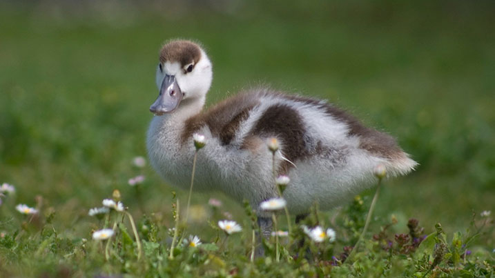 Shelduck duckling