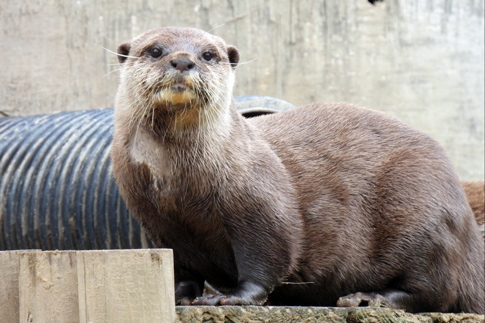 Our team's quick action helped otter mum Mimi