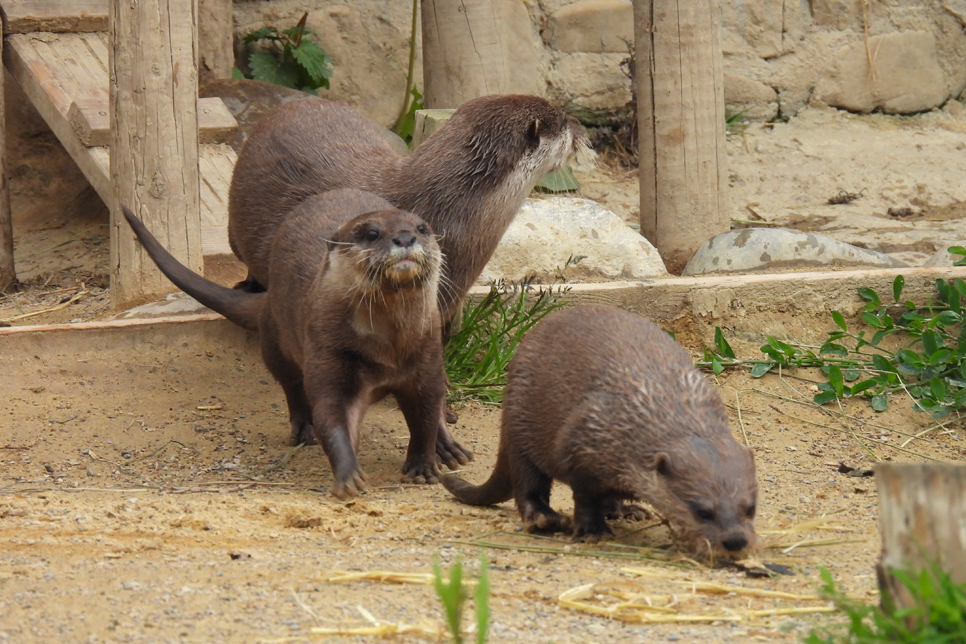 Otter family running.jpg