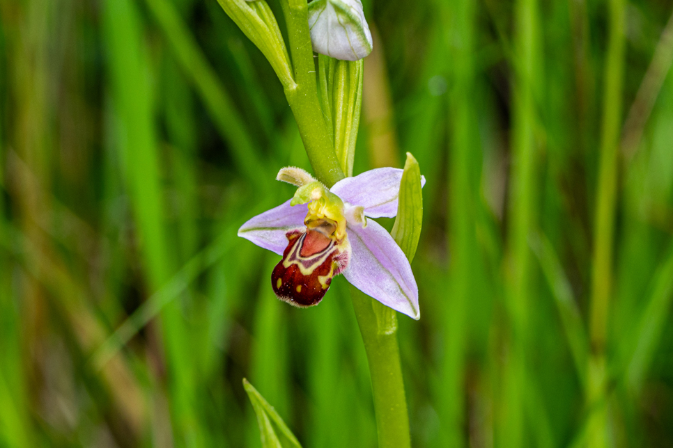Bee orchid - June21 - Ian Henderson (2) 966x644.jpg