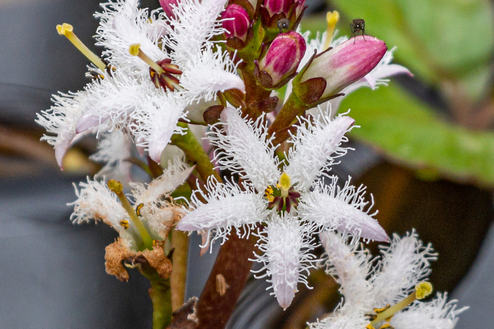 Bogbean flower - Ian Henderson 966x644.jpg