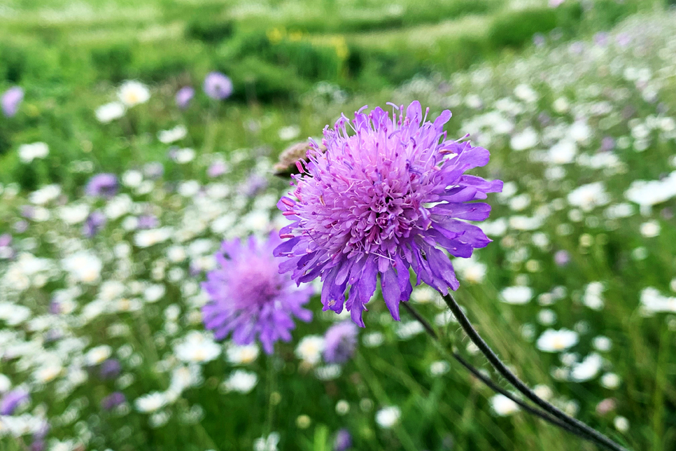 Field scabious flower DN 966x644.jpg