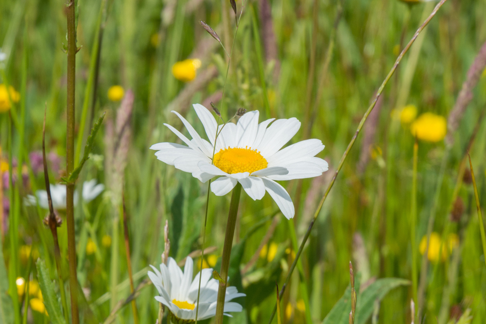 Oxeye daisy flower - WWT stock 966x644.jpg