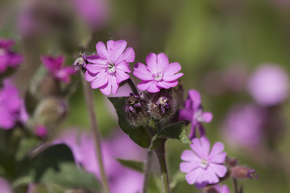 Red campion - stock966x644.jpg